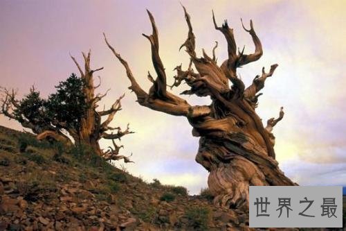 世界上十大最古老的树排行，年龄最小的活到千年以上！
