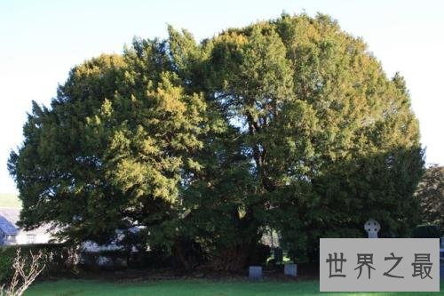 世界上十大最古老的树排行，年龄最小的活到千年以上！