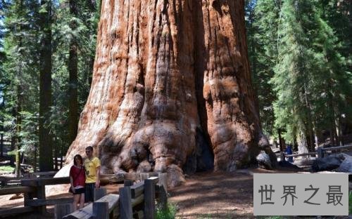 世界上十大最古老的树排行，年龄最小的活到千年以上！