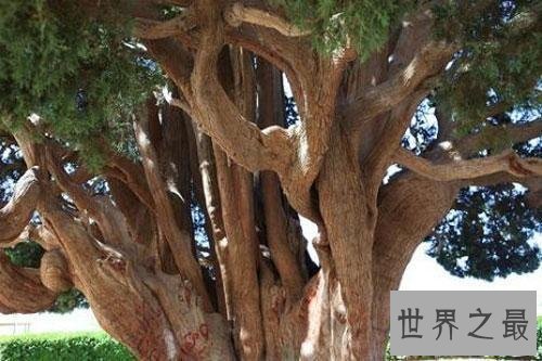 世界上十大最古老的树排行，年龄最小的活到千年以上！