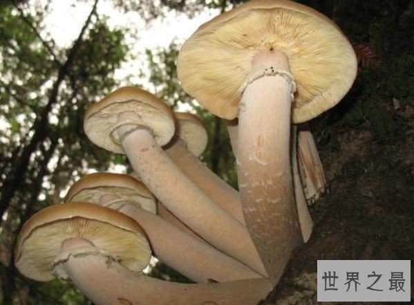 世界上最大的蘑菇，可以活2400年的奥氏蜜环菌