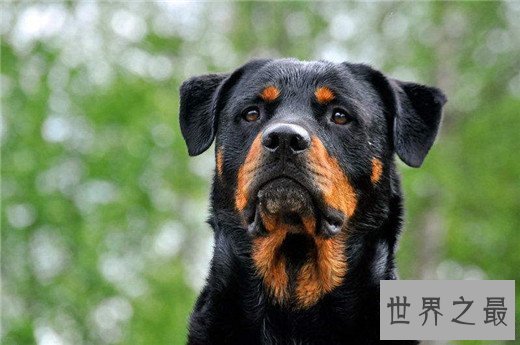 世界上10大最贵的狗品种排行榜，捷克狼犬有市无价