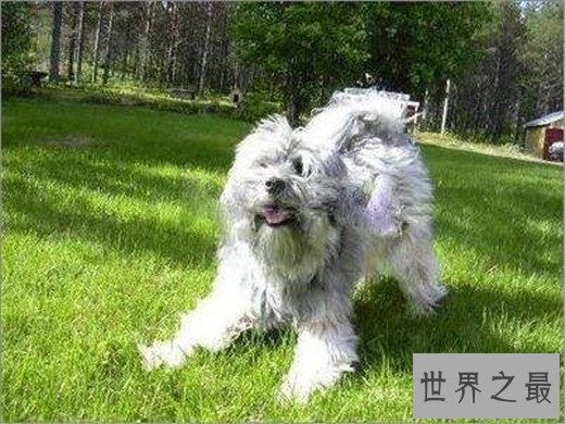 世界上10大最贵的狗品种排行榜，捷克狼犬有市无价