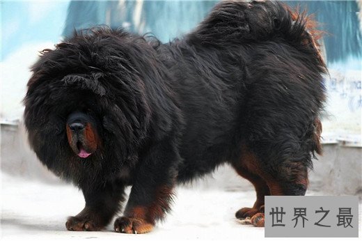 世界上10大最贵的狗品种排行榜，捷克狼犬有市无价