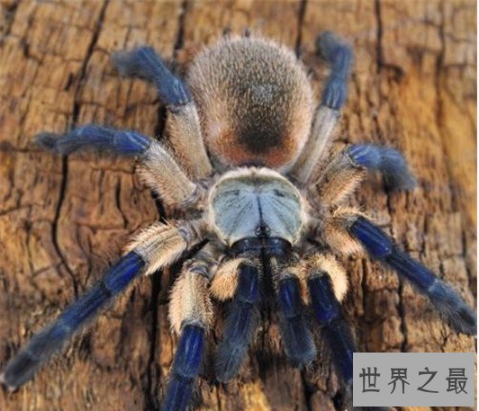 世界上体型最大的蜘蛛，堪比一只小狗专门捕食鸟类