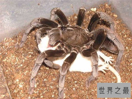 世界上体型最大的蜘蛛，堪比一只小狗专门捕食鸟类