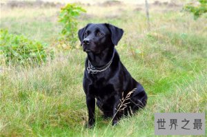 ​世界上十大最可爱的狗狗，“银狐”可爱到你无法想象