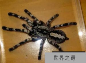 ​世界上什么蜘蛛最毒 世界十大剧毒蜘蛛排行
