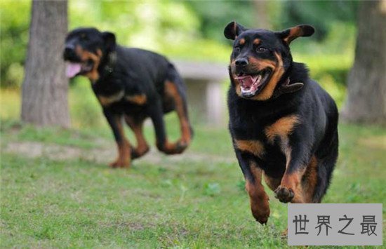 世界上十大最勇敢的狗狗，斗牛獒号称狗界中的平头哥