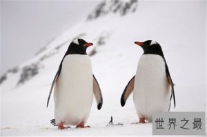 ​世界上十大一夫一妻动物，这样忠贞不渝的爱情令人羡慕