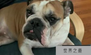 ​世界上什么狗最聪明？最聪明的狗狗排行榜