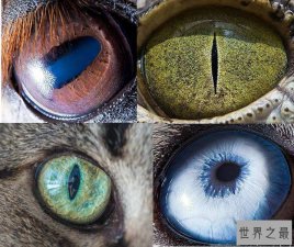​世界5种罕见的瞳孔，原来这个世界真的有白眼