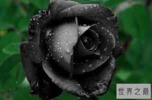 ​世界上10种奇异的黑色花 黑牡丹上榜，第四也被称作“情花”