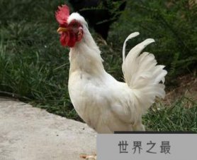 ​世界上十大奇怪动物 世界十大奇异动物