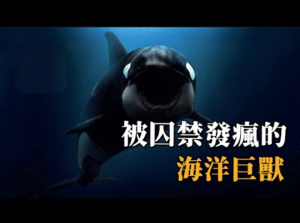 ​囚禁25年彻底发疯，史上最悲惨的连环杀人鲸，虎鲸提里库姆