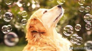 ​犬和狗有何区别？走狗曾是“体面人”的代名词？