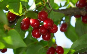 ​重阳节是干什么的有什么习俗（插茱萸、吃重阳糕、饮菊花酒，重阳习俗了解一下