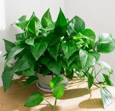​绿萝怎么养才能更旺盛（养绿萝，记“3点”，生长快，新枝多叶子绿)