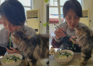 演员李勤勤在社交平台上晒出一段和宠物猫咪一起吃饭的视频